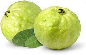 Hisar Safeda Guava Plant Manufacturer & Supplier in India